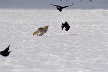 Coyote (Canis latrans) chasing Common Raven (Corvus corax) group National Elk Refuge, Wyoming