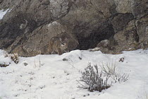 Mountain Lion (Puma concolor) cub venturing out of den, Miller Butte, National Elk Refuge, Wyoming