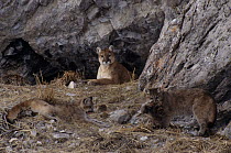 Mountain Lion (Puma concolor) mother watching two cubs playing with Elk (Cervus elaphus) hide, Miller Butte, National Elk Refuge, Wyoming