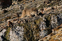 Mountain Lion (Puma concolor) cub stalking birds, Miller Butte, National Elk Refuge, Wyoming