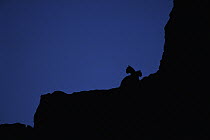 Mountain Lion (Puma concolor) group silhouetted at night, Miller Butte, National Elk Refuge, Wyoming