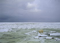 Polar Bear (Ursus maritimus) male on broken ice, Wapusk National Park, Manitoba, Canada
