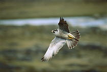 Peregrine Falcon (Falco peregrinus) flying, Wager Bay, Northwest Territories, Canada