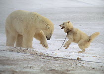 Polar Bear (Ursus maritimus) investigating chained sled dog, Churchill, Manitoba, Canada