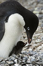 Adelie Penguin (Pygoscelis adeliae) parent cares for chick on rock nest, Brown Bluff, Antarctica Peninsula, Antarctica