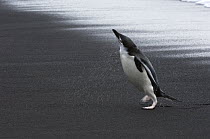 Chinstrap Penguin (Pygoscelis antarcticus) coming ashore, shaking off water, Bailey Head, Deception Island, Antarctica