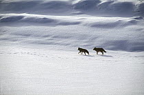 Coyote (Canis latrans) pair following a trail in the snow, Yellowstone National Park, Wyoming