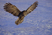 Great Gray Owl (Strix nebulosa) swooping down for its prey, Northern Minnesota
