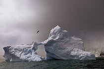 Antarctic Giant Petrel (Macronectes giganteus) flying above an iceberg, Antarctica Peninsula, Antarctica