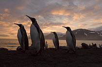 King Penguin (Aptenodytes patagonicus) group on the beach at Gold Harbour, South Georgia Island