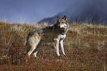 Gray Wolf (Canis lupus) surveying the tundra, Denali National Park, Alaska