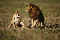 African Lion (Panthera leo) pair fighting during mating, Africa
