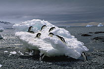 Adelie Penguin (Pygoscelis adeliae) and Gentoo Penguins (Pygoscelis papua) playing on an iceberg washed ashore, Brown Bluff, Antarctica Peninsula, Antarctica