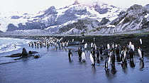 Southern Elephant Seal (Mirounga leonina) group and King Penguins (Aptenodytes patagonicus) on the beach, South Georgia Island