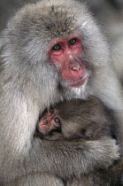 Japanese Macaque (Macaca fuscata) family, Nagano, Japan