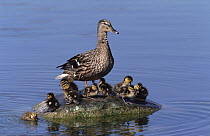 Mallard (Anas platyrhynchos) duck, with chicks standing on a rock in the middle, of a lake, Germany
