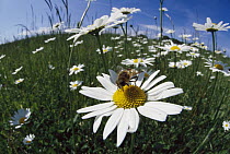 Hoverfly collecting nectar in a field of Marguerites (Leucanthemum vulgare), Germany