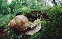 Edible Snail (Helix pomatia) crossing moss on floor of deciduous forest, Germany