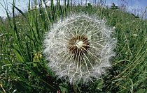Dandelion (Taraxacum officinale) ready to release its seeds, Germany, introduced into North America as a salad green now is invasive weed