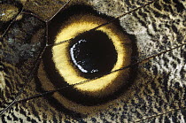Forest Giant-Owl (Caligo eurilochus) butterfly wing showing eye-mark, Germany