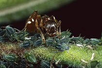 Ants and aphid mutualism, ants protect aphids which provide sweet plant sap to the ants, Germany