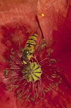 Marmalade Hover Fly (Episyrphus balteatus) collecting pollen from red poppy, Germany