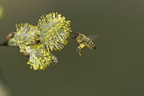 Honey Bee (Apis mellifera) collecting pollen from willow flower, note full pollen baskets, Germany