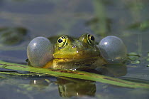 Edible Frog (Rana esculenta) croaking in pond, Germany