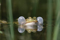 Edible Frog (Rana esculenta) croaking, Germany