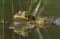 Edible Frog (Rana esculenta) in pond, Germany