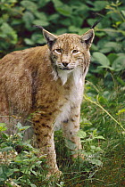 Eurasian Lynx (Lynx lynx), Europe