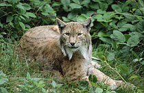 Eurasian Lynx (Lynx lynx) adult reclining on forest floor, Europe