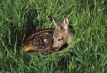 Western Roe Deer (Capreolus capreolus) fawn resting in green grass, Germany