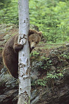 Brown Bear (Ursus arctos) climbing tree, Europe