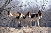 Tibetan Wild Ass (Equus hemionus kiang) group, China