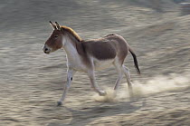 Tibetan Wild Ass (Equus hemionus kiang) running, China