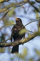 Eurasian Blackbird (Turdus merula) male singing, Germany