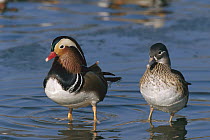 Mandarin Duck (Aix galericulata) male and female standing in water, China