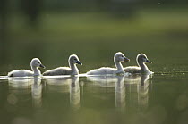 Mute Swan (Cygnus olor) four cygnets swimming in pond, Germany