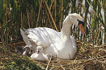 Mute Swan (Cygnus olor) parent with chicks in nest made of reeds, Germany