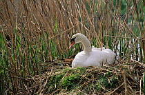 Mute Swan (Cygnus olor) incubating eggs on nest built among reeds, Germany
