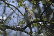 Eurasian Sparrowhawk (Accipiter nisus) perching in a tree, Germany