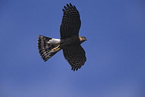 Eurasian Sparrowhawk (Accipiter nisus) flying, Germany
