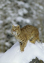 Bobcat (Lynx rufus) in winter, Colorado