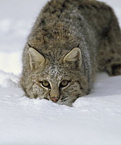 Bobcat (Lynx rufus) crouching in snow, Colorado
