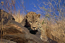 Leopard (Panthera pardus) climbing over rocks, Etosha National Park, Namibia