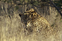 Leopard (Panthera pardus) camouflaged in tall in grass, Etosha National Park, Namibia