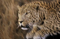 Leopard (Panthera pardus) leaping, Etosha National Park, Namibia