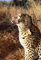 Leopard (Panthera pardus) growling, Etosha National Park, Namibia