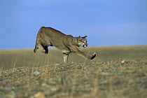 Mountain Lion (Puma concolor) running, North America